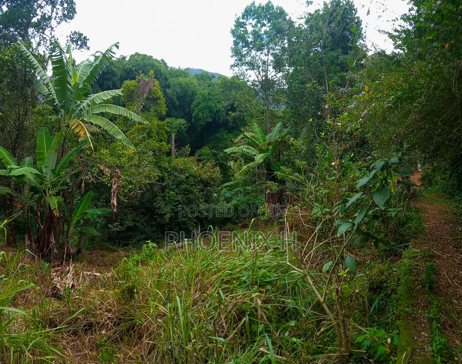 Land for Sale - Boralanda