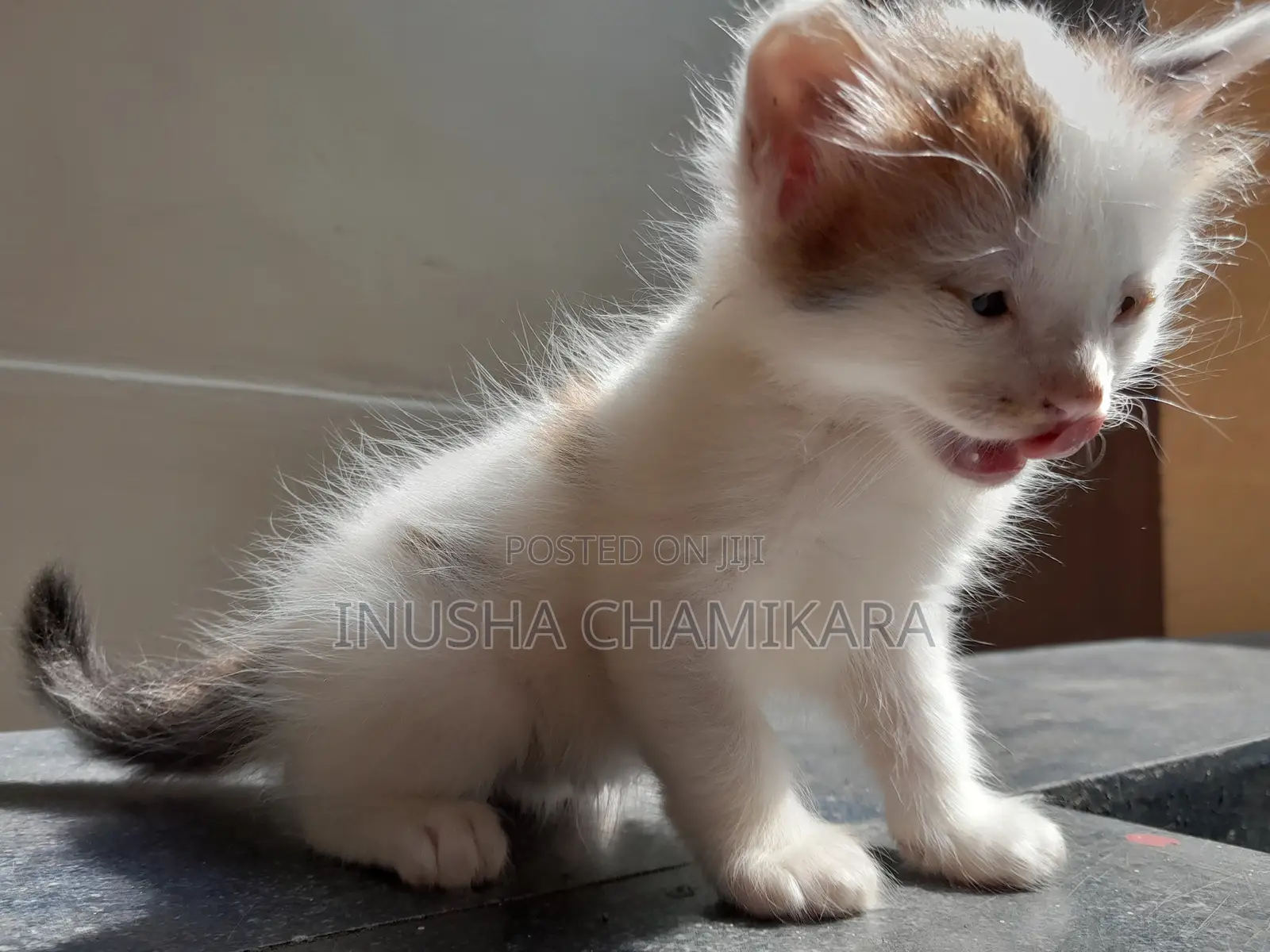 1-3 months Male Mixed Breed Persian