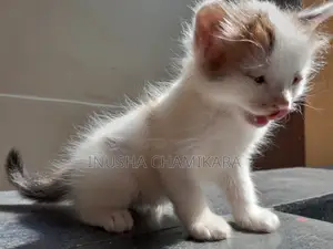 1-3 months Male Mixed Breed Persian