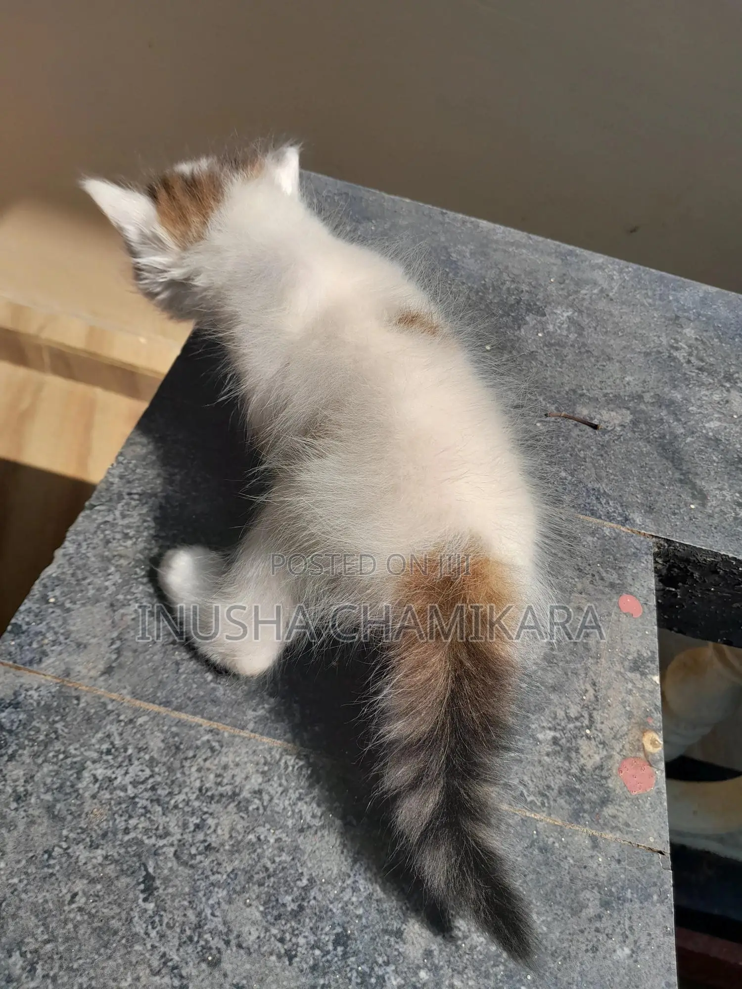 1-3 months Male Mixed Breed Persian