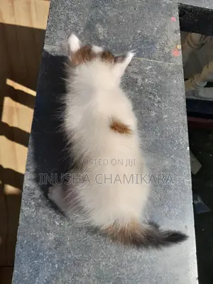1-3 months Male Mixed Breed Persian