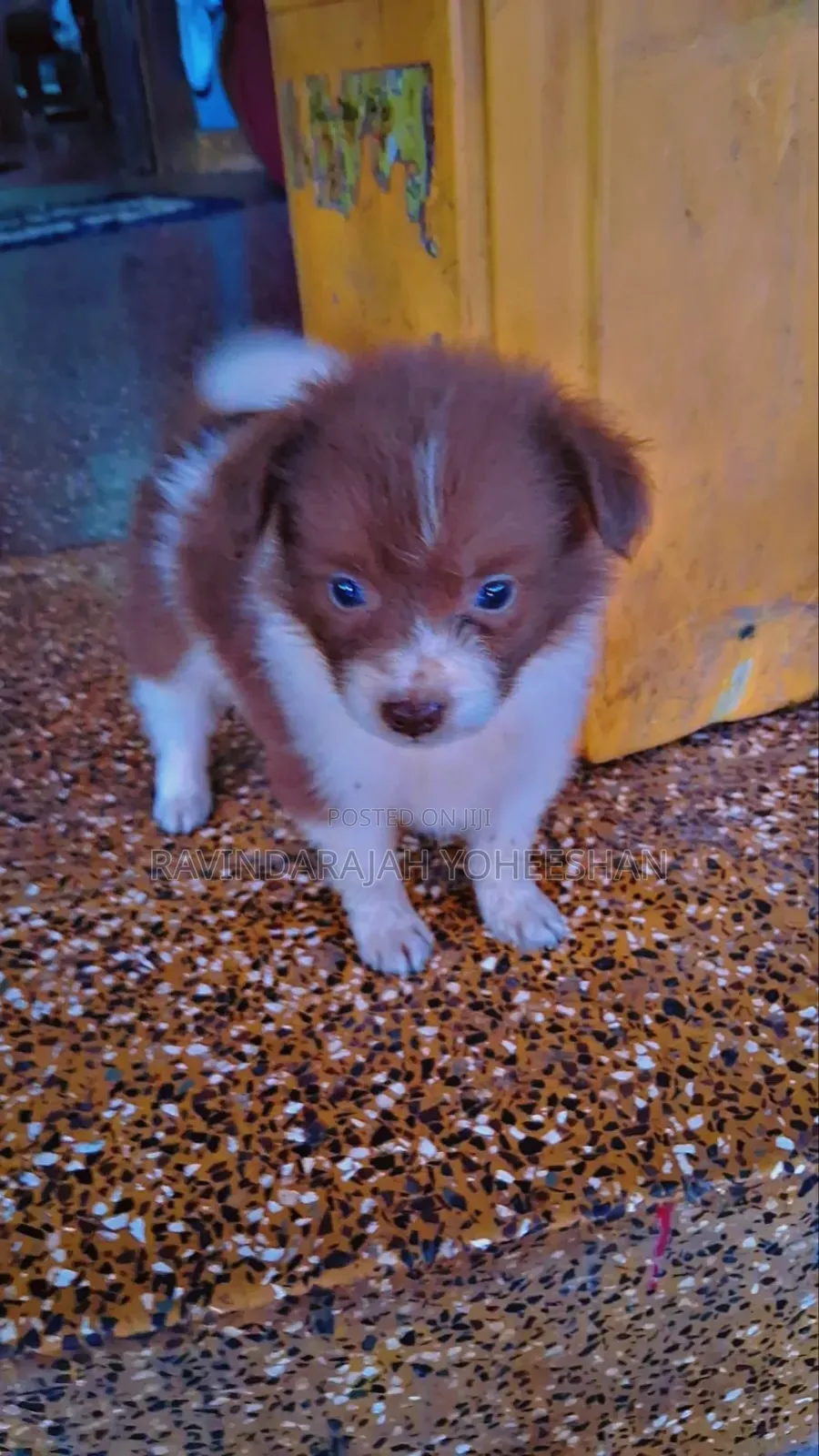 0-1 month Male Purebred Pomeranian
