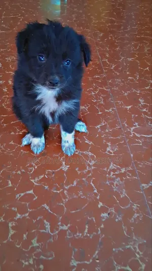 0-1 month Male Purebred Pomeranian