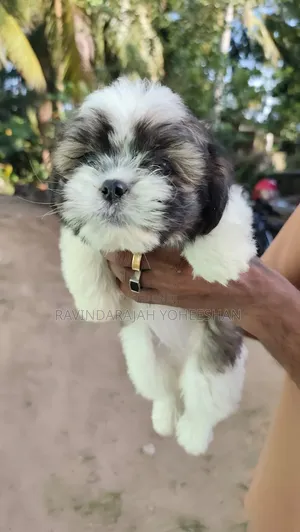 1-3 months Female Purebred Shih Tzu