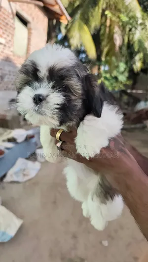 1-3 months Female Purebred Shih Tzu