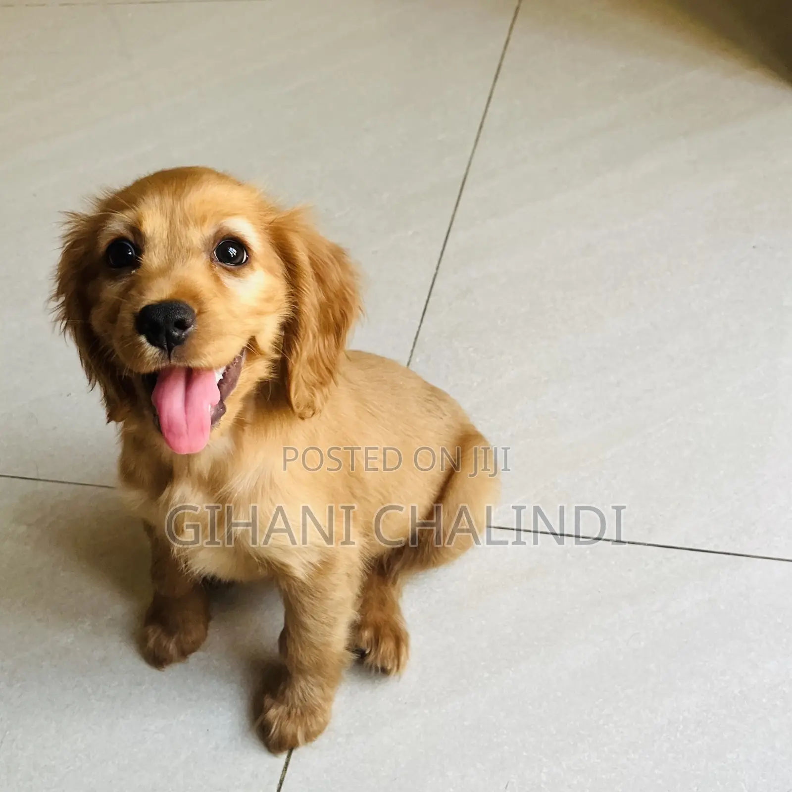 1-3 months Female Purebred Cocker Spaniel