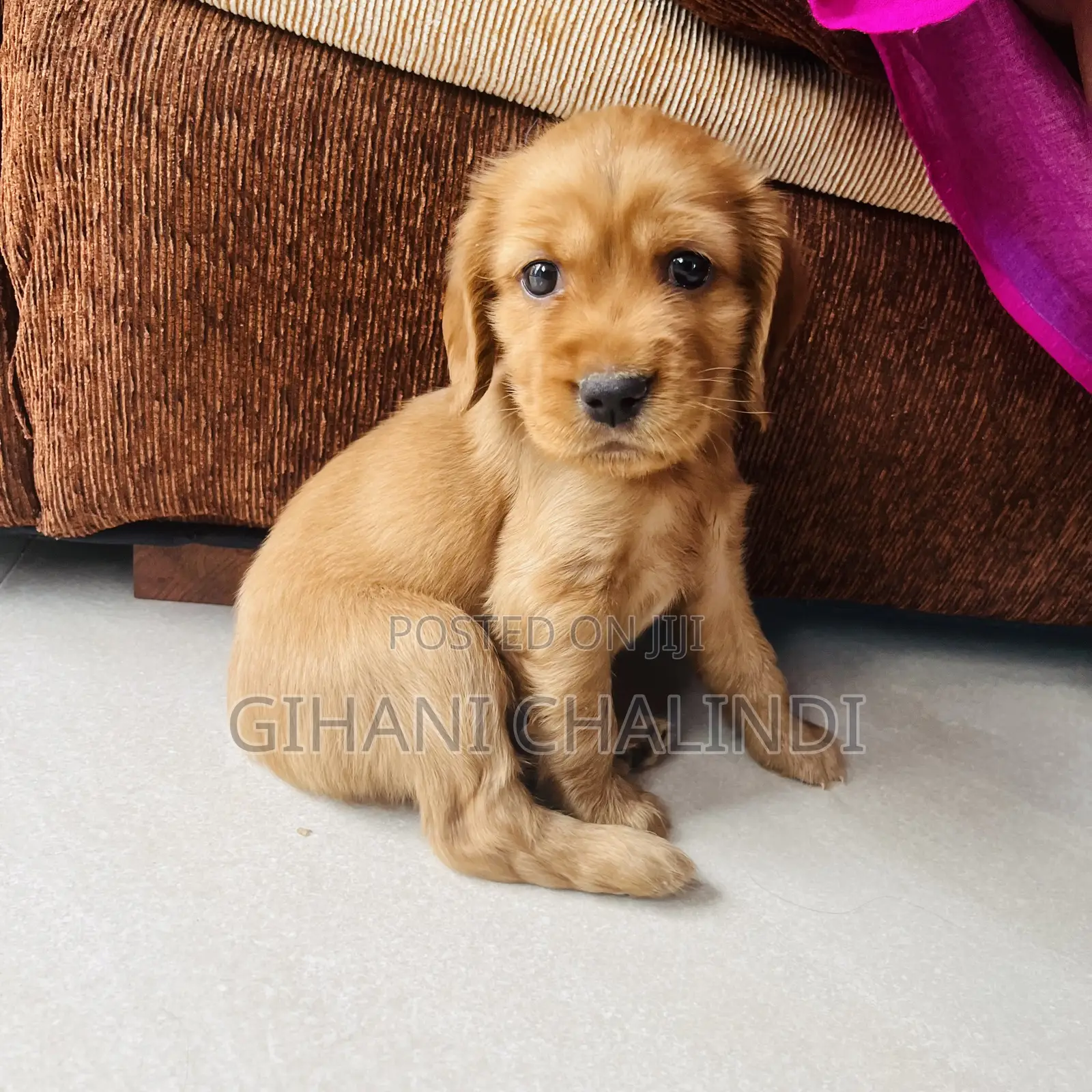 1-3 months Female Purebred Cocker Spaniel