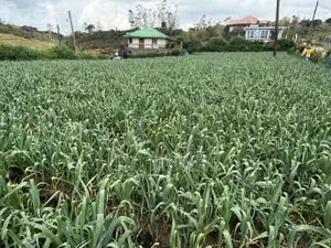 Nuwaraeliya Land for Sale