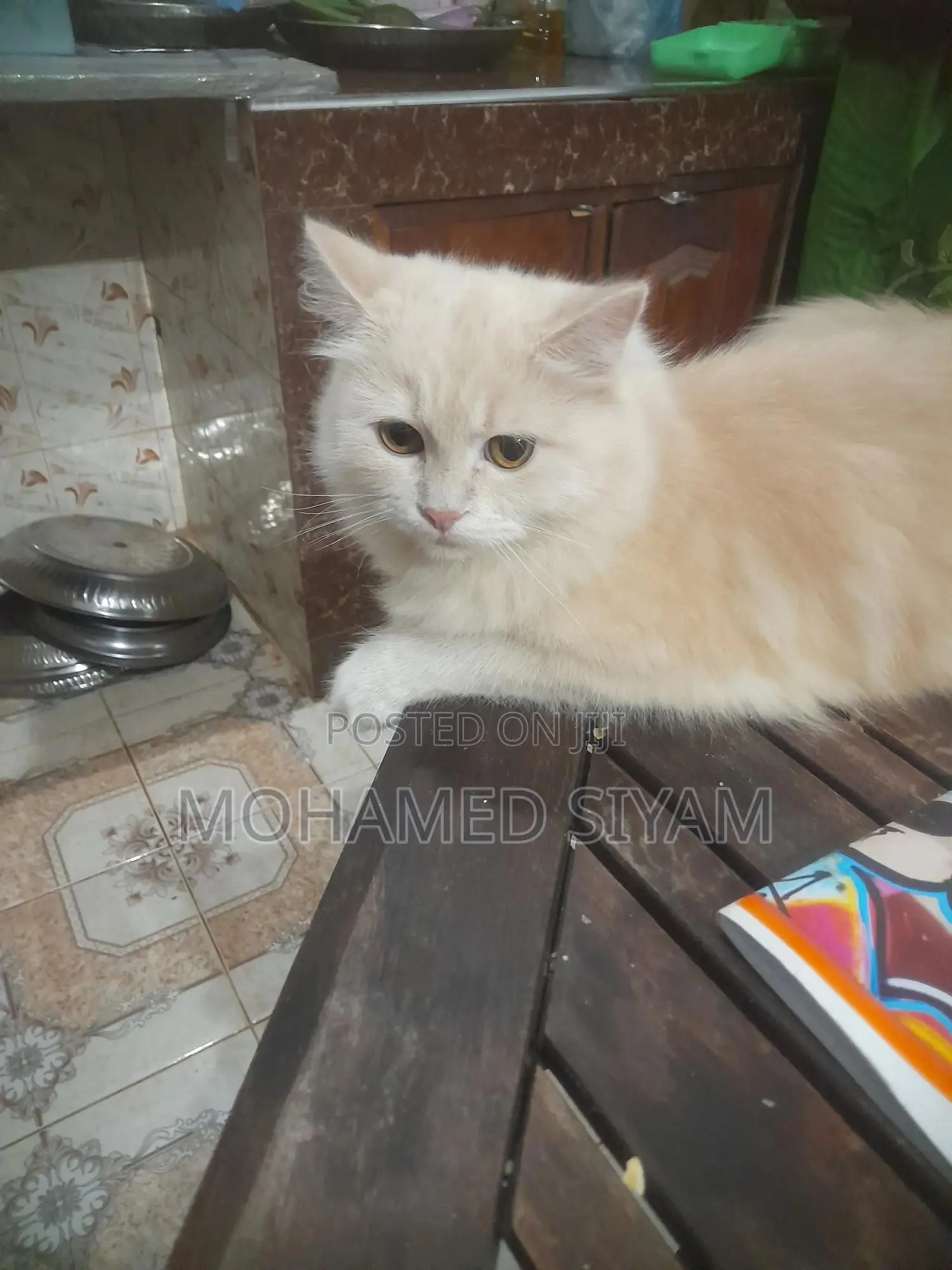 6-12 months Female Mixed Breed Cat