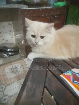 6-12 months Female Mixed Breed Cat