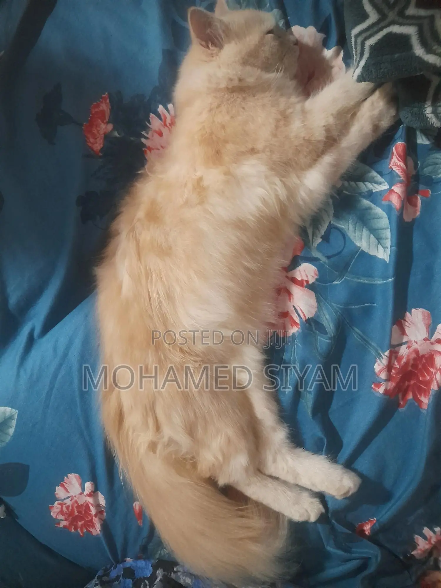 6-12 months Female Mixed Breed Cat