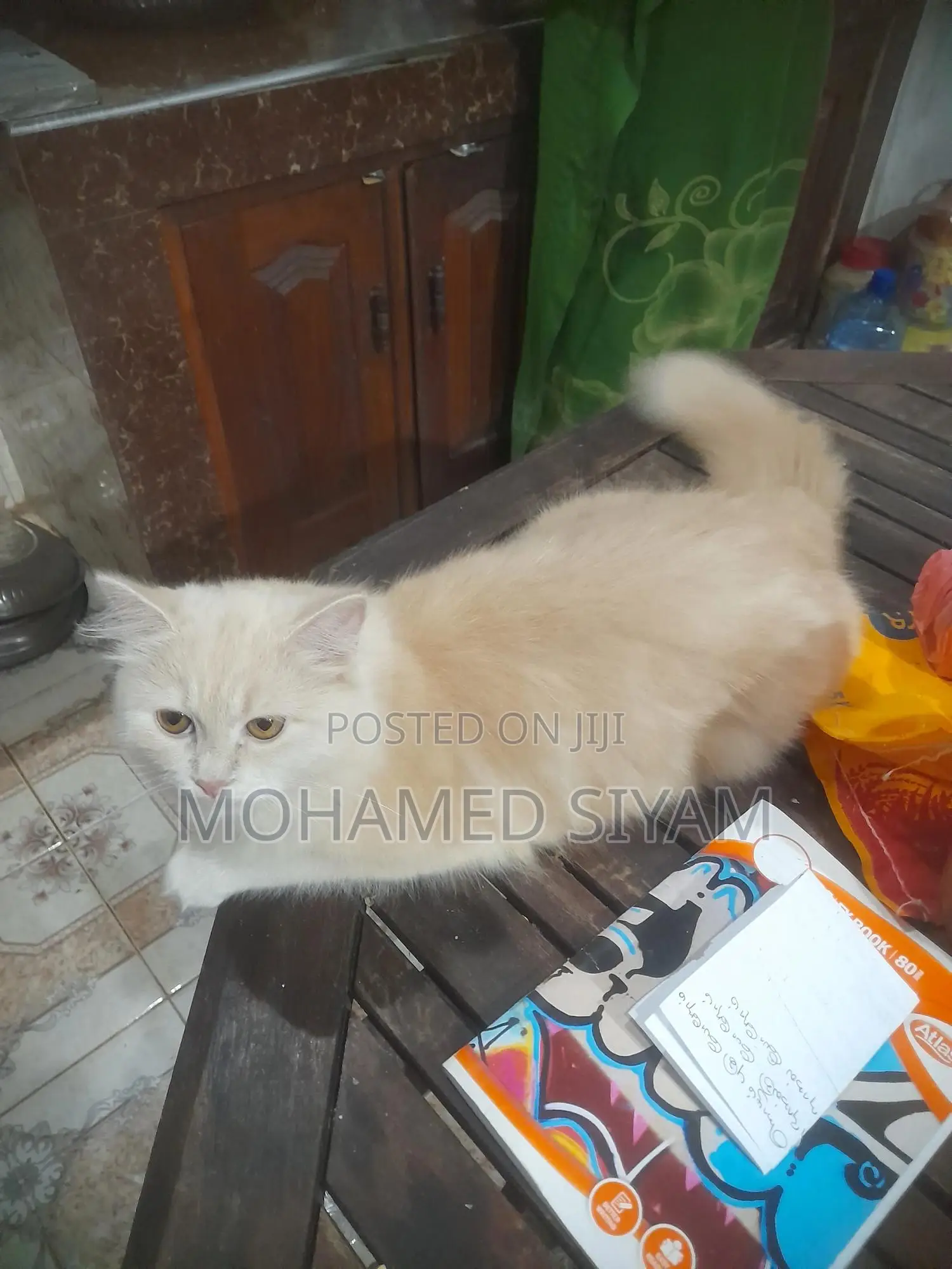 6-12 months Female Mixed Breed Cat