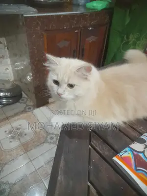 6-12 months Female Mixed Breed Cat