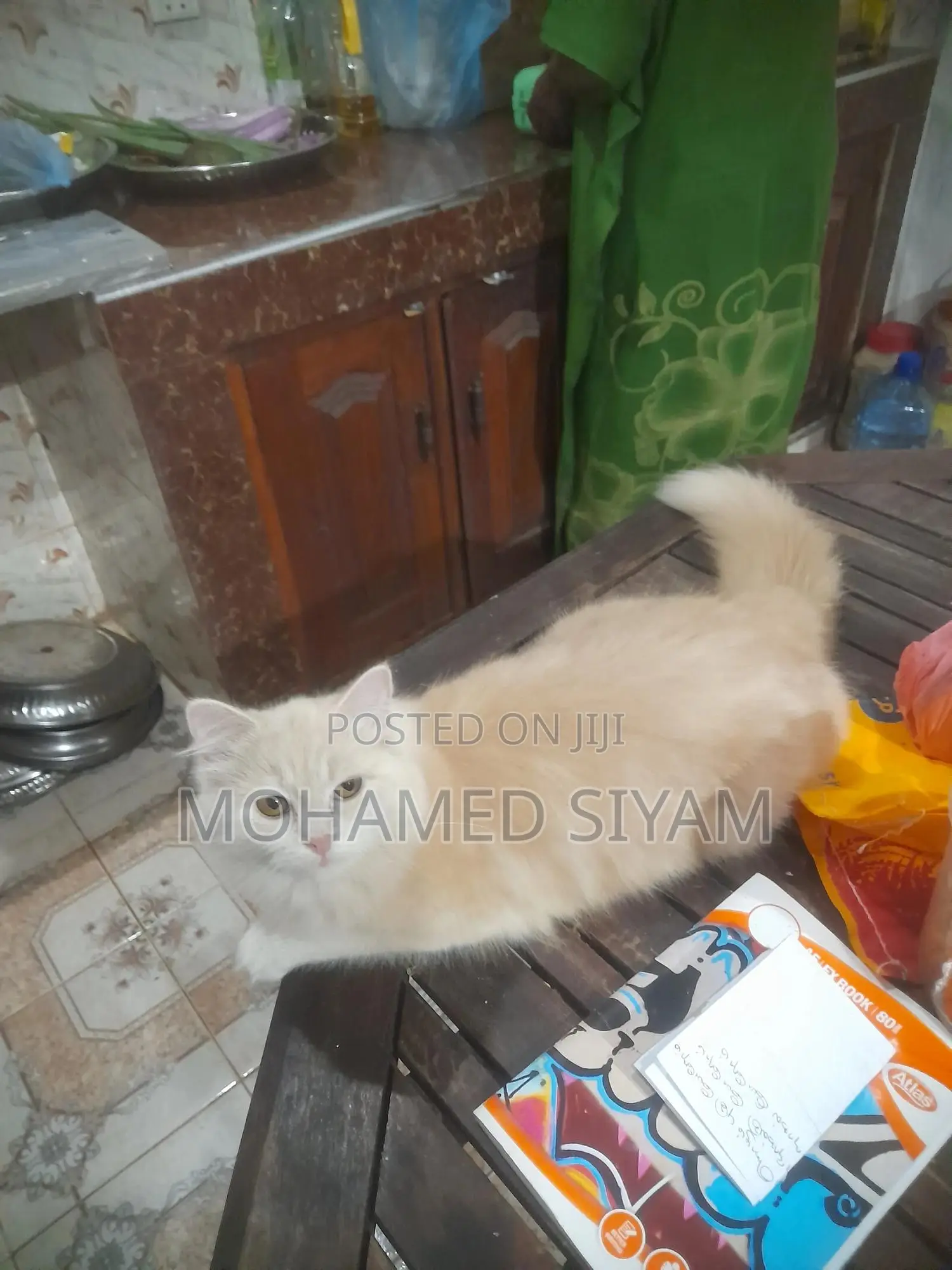 6-12 months Female Mixed Breed Cat