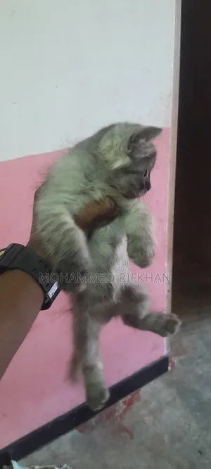 1-3 months Male Purebred Persian