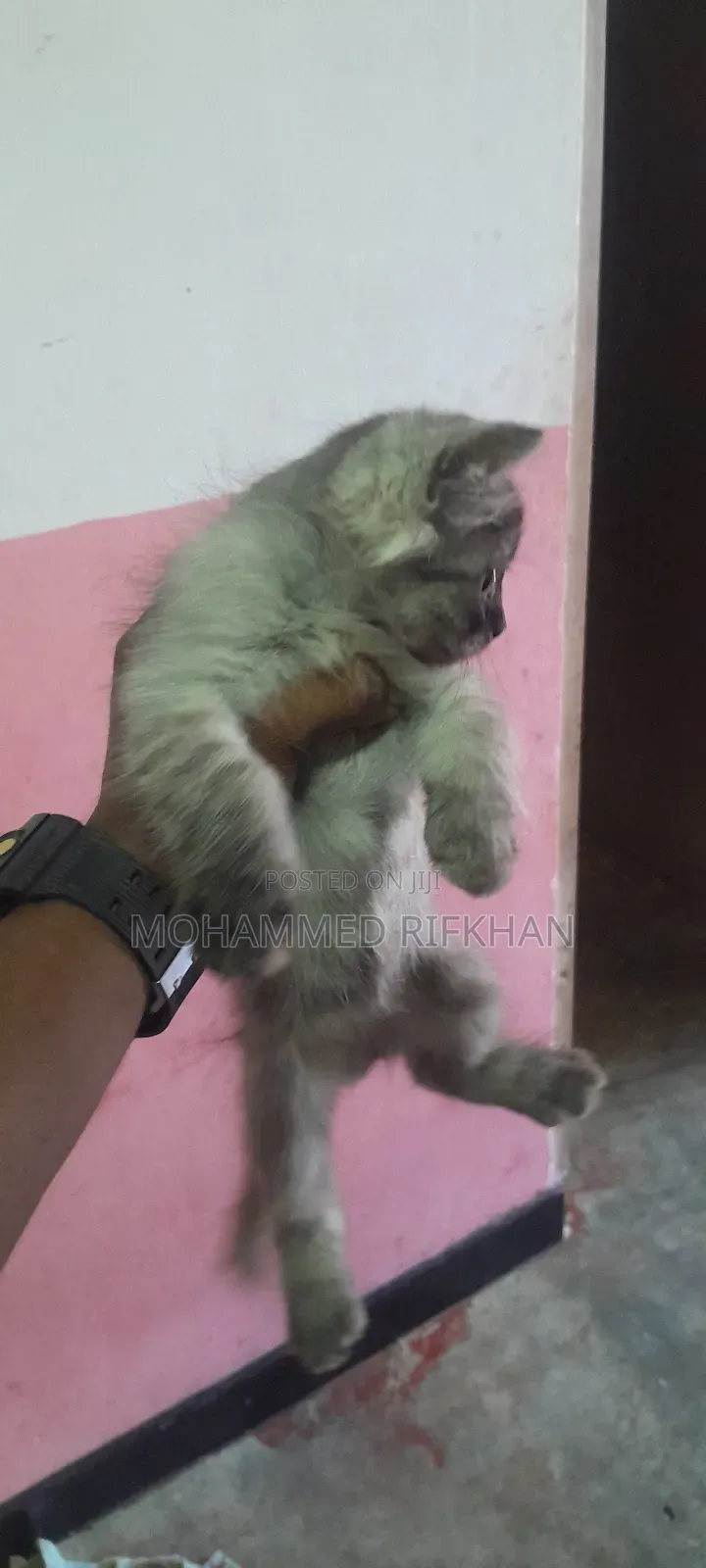 1-3 months Male Purebred Persian