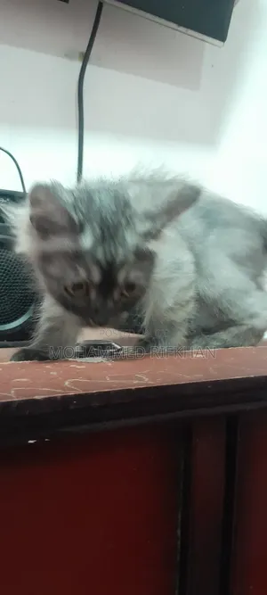 1-3 months Male Purebred Persian