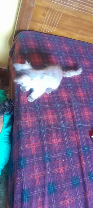 1-3 months Male Purebred Persian