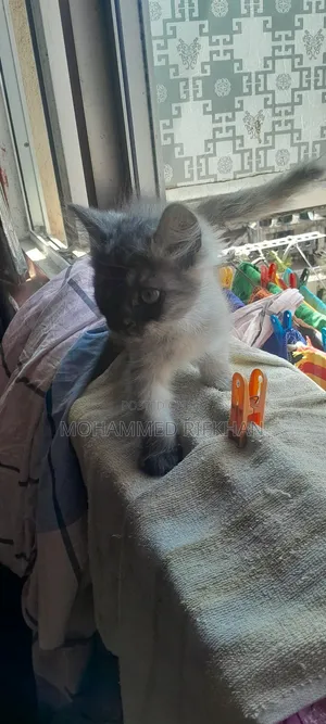 1-3 months Male Purebred Persian