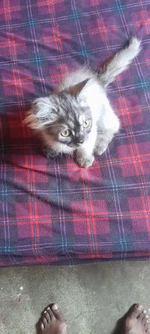 1-3 months Male Purebred Persian