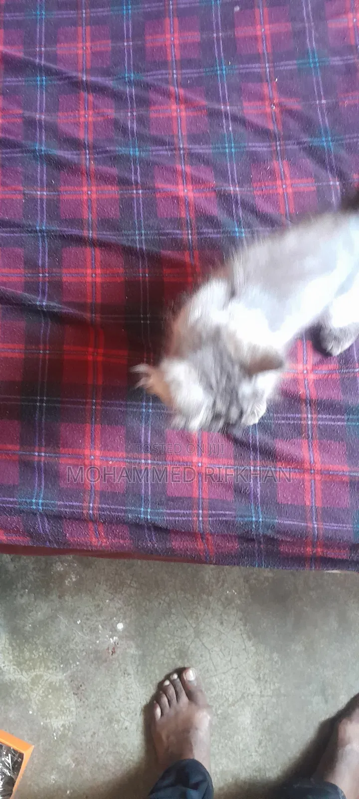 1-3 months Male Purebred Persian