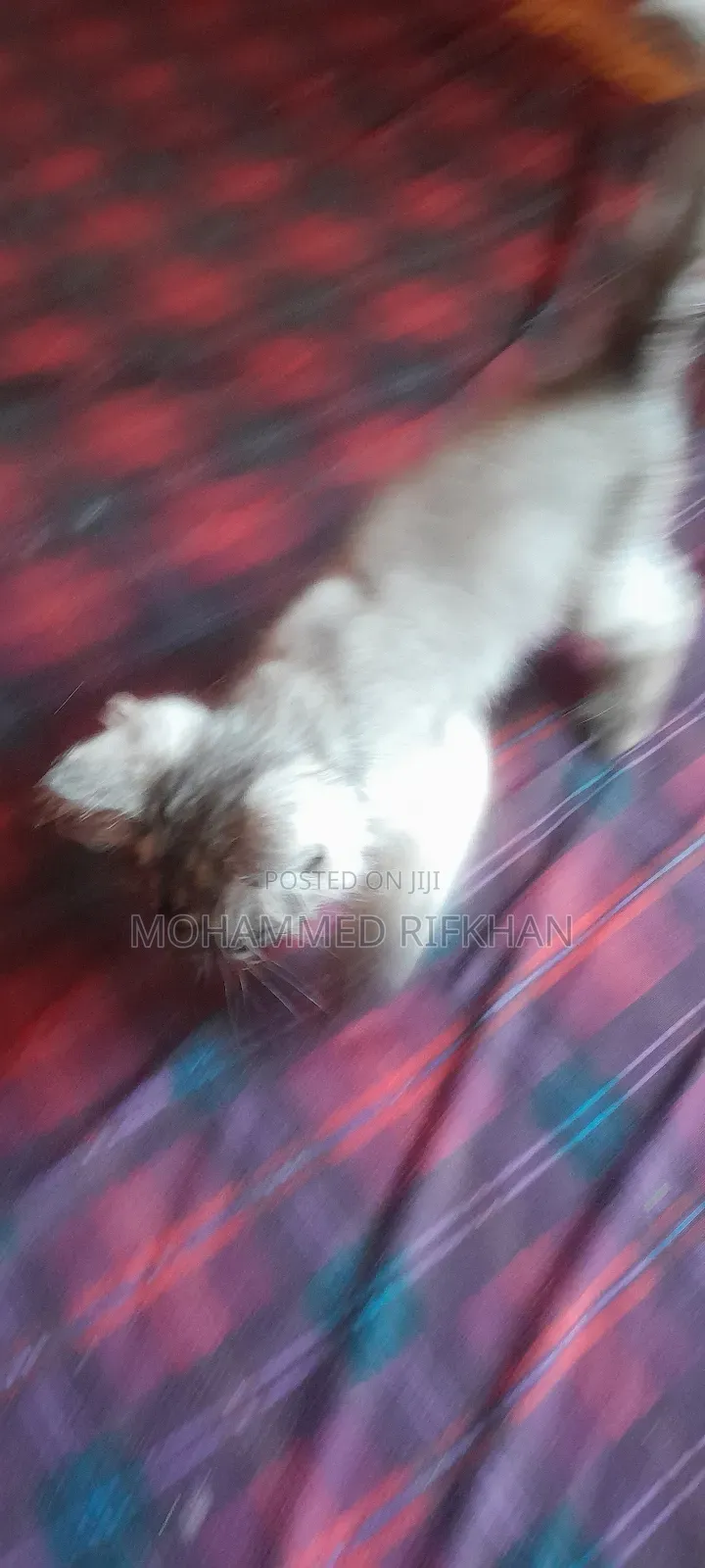 1-3 months Male Purebred Persian