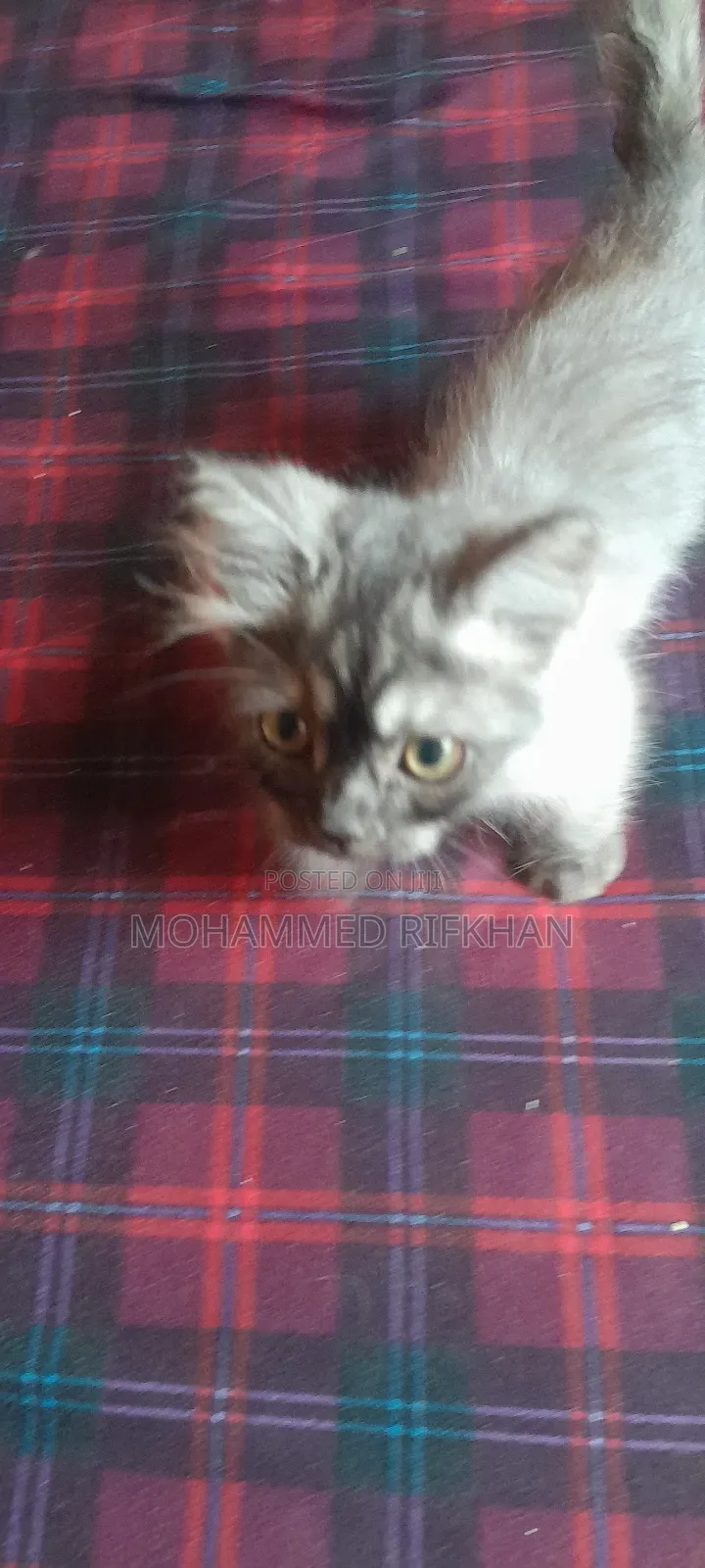 1-3 months Male Purebred Persian