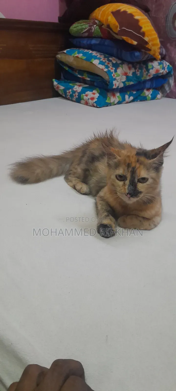 1+ year Female Mixed Breed Persian