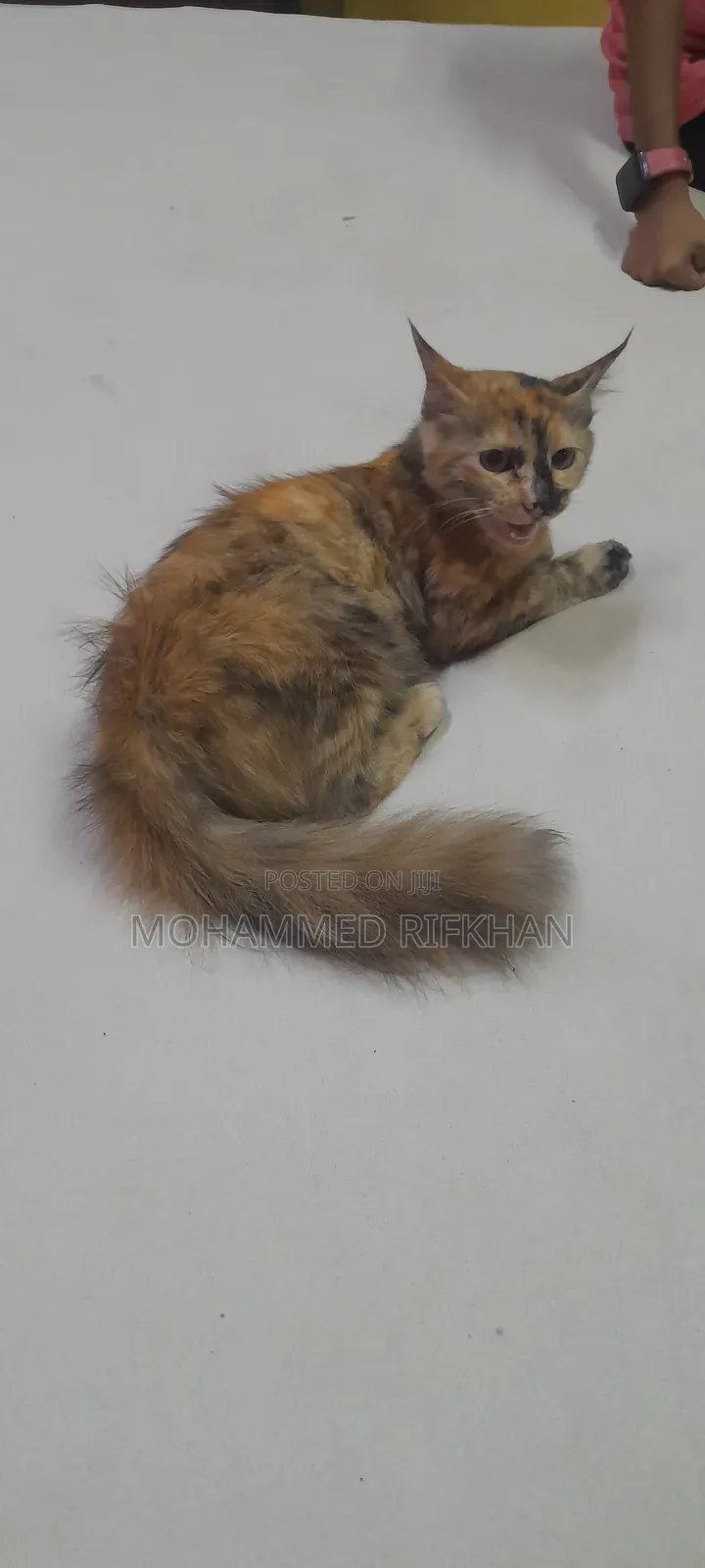 1+ year Female Mixed Breed Persian