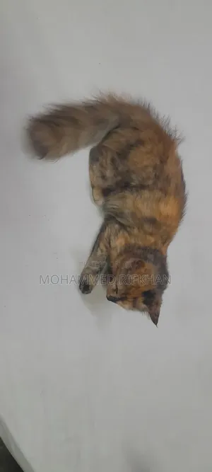 1+ year Female Mixed Breed Persian