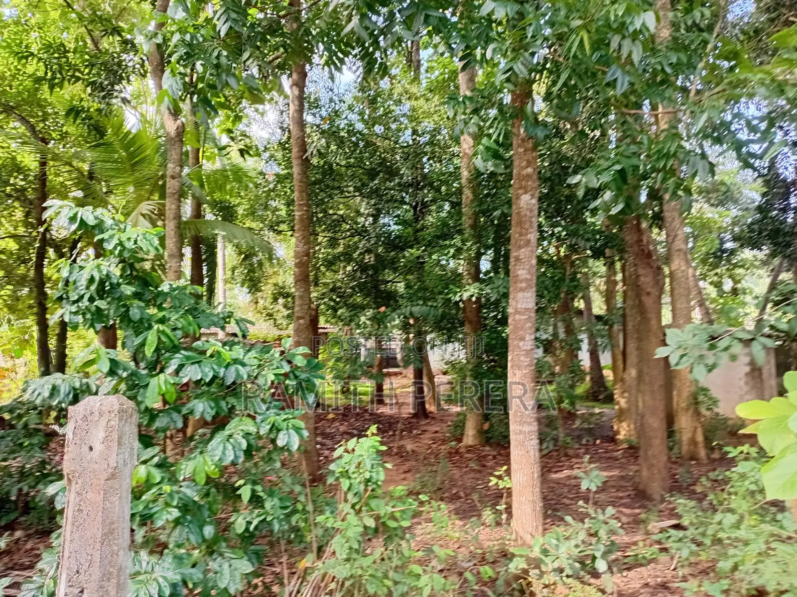 Valuable Land for Sale in A9 Road Kekirawa