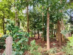 Valuable Land for Sale in A9 Road Kekirawa