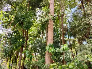 Valuable Land for Sale in A9 Road Kekirawa