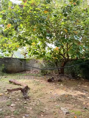 Valuable Land for Sale in A9 Road Kekirawa