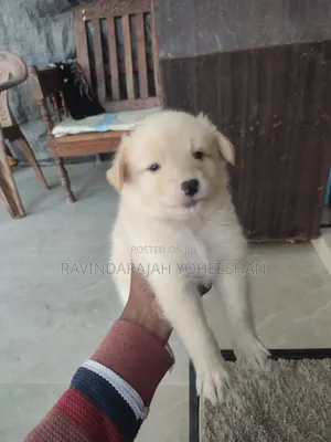 0-1 month Male Purebred Pomeranian