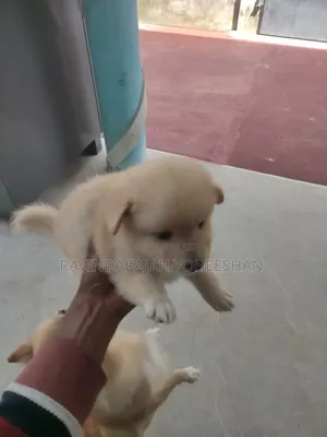 0-1 month Male Purebred Pomeranian