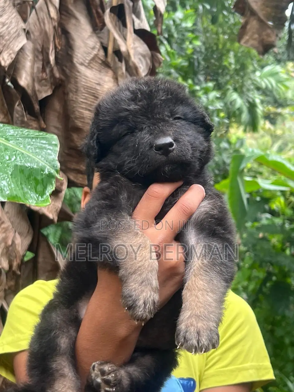 1-3 months Male Purebred German Shepherd