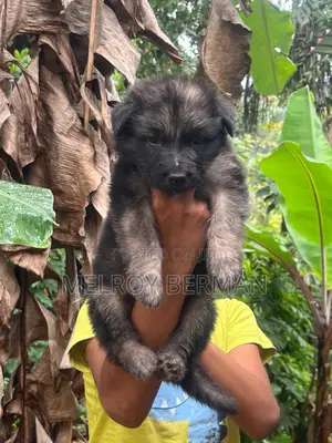 1-3 months Male Purebred German Shepherd