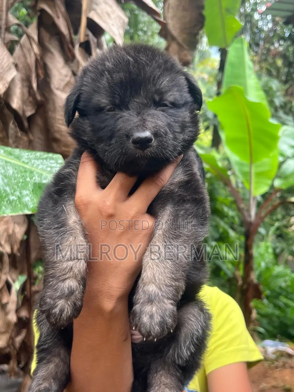 1-3 months Male Purebred German Shepherd