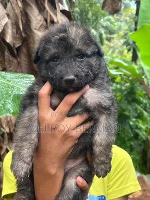 1-3 months Male Purebred German Shepherd