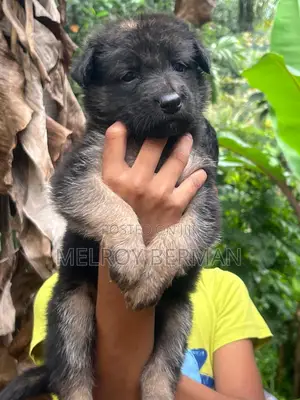 1-3 months Male Purebred German Shepherd