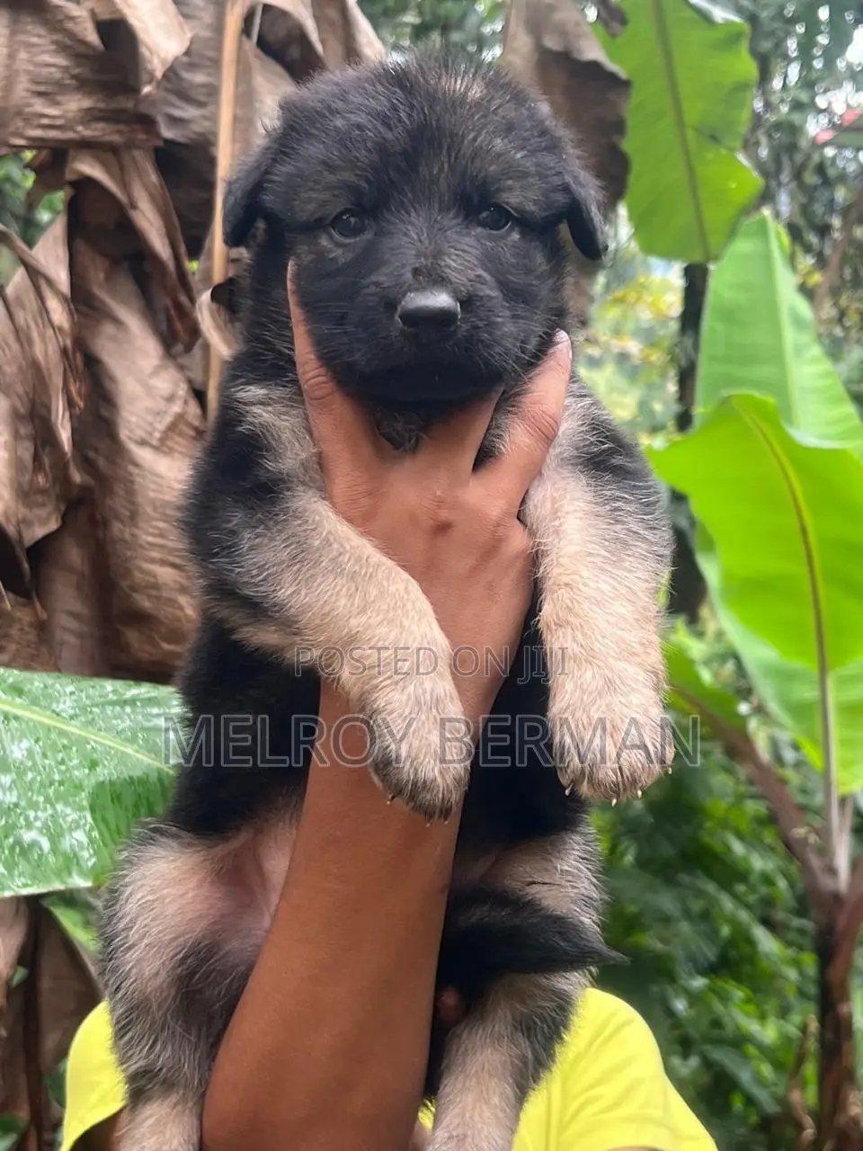 1-3 months Male Purebred German Shepherd