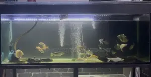 6 Feet Aquarium For Sale