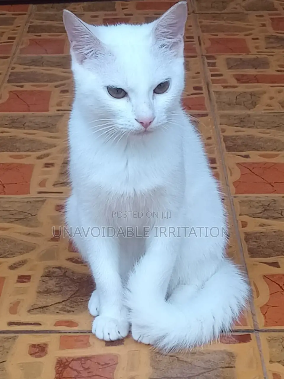 3-6 months Female Purebred Turkish Angora