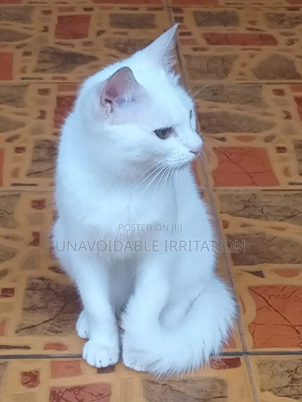 3-6 months Female Purebred Turkish Angora