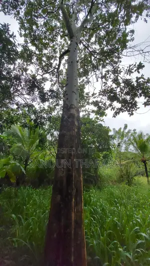 Land for Sale in Lunugala-Badulla