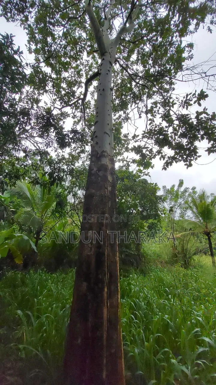 Land for Sale in Lunugala-Badulla