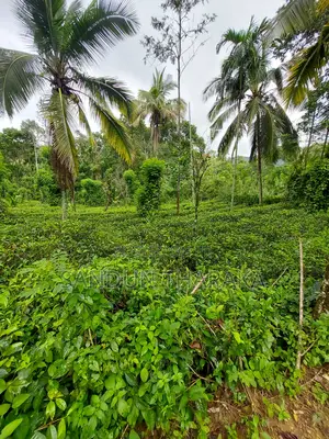 Land for Sale in Lunugala-Badulla