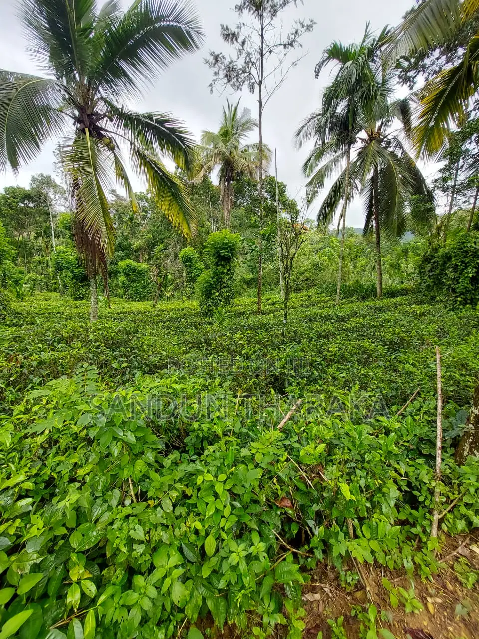 Land for Sale in Lunugala-Badulla