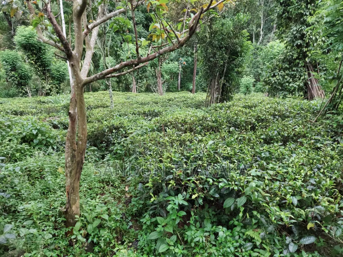 Land for Sale in Lunugala-Badulla